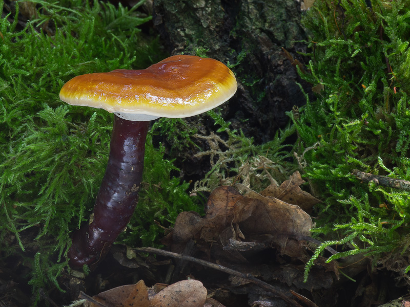 Ganoderma lucidum